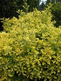 Evónimo, Arbusto Muy Decorativo