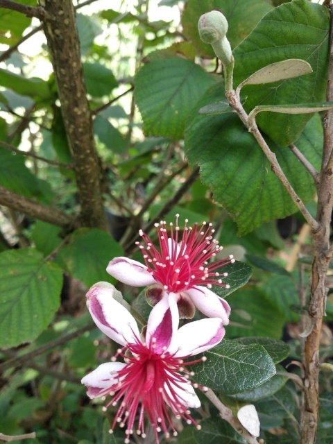 Guayabo Nativo (Feijoa Sellowiana) - Plantas adultas - comprar online