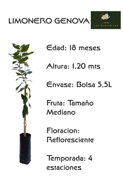 Limonero 4 Estaciones, Variedad Génova - comprar online