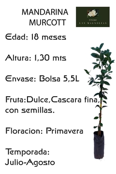 Plantas De Tangor Murcott (mandarina/naranja) - comprar online