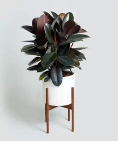 Ficus Cabernet + Maceta Milán + Pie Nórdico 50 Cm - comprar online