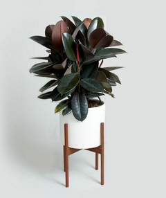 Ficus Rojo (cabernet) - comprar online