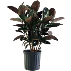 Ficus Cabernet + Maceta Milán + Pie Nórdico 50 Cm