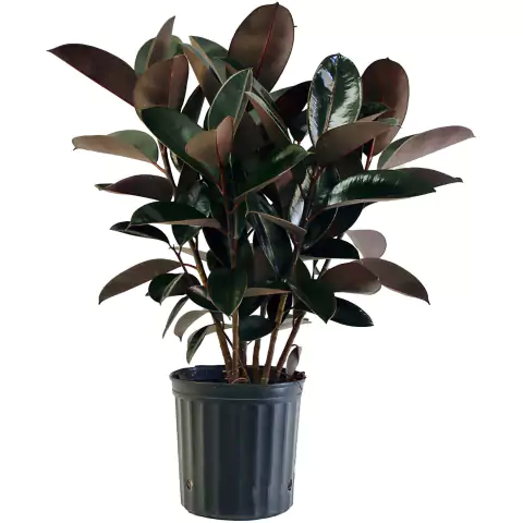 Ficus Cabernet + Maceta Milán + Pie Nórdico 50 Cm