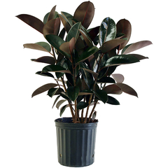 Ficus Rojo (cabernet)