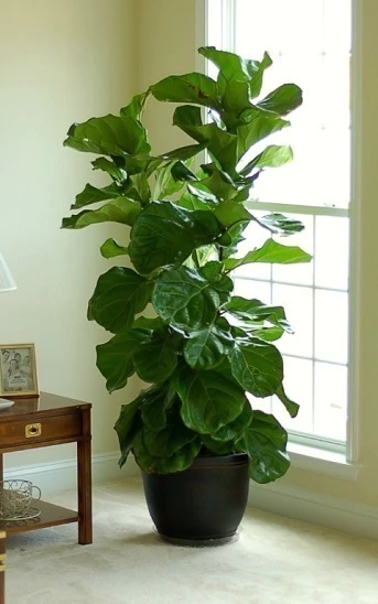 Ficus Pandurata o Lyrata - comprar online