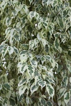 Ficus Starlight - Ideal Interior, Oficinas Y Negocios - comprar online