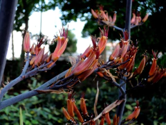 Phormium Tenax Verde - Vivero Habilitado - comprar online