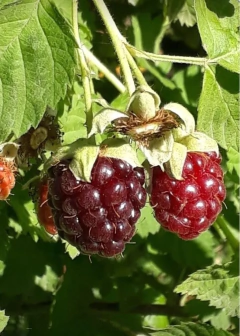 Plantas de frambuesa negra - Vivero Habilitado por el Senasa