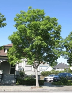 Fresno Rojo - 3 Metros - comprar online