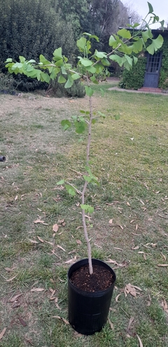 Plantas Orgánicas De Ginkgo Biloba en internet