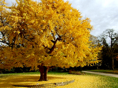 Plantas Orgánicas De Ginkgo Biloba - 80 cm