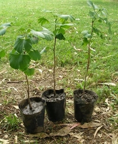 Plantas Orgánicas De Ginkgo Biloba - 80 cm en internet