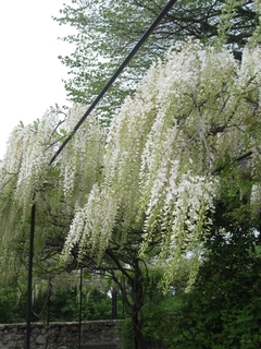 Glicina de flor blanca, muy llamativa y perfumada - comprar online