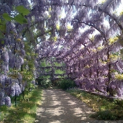 Glicina De Flor Violeta - Vivero Habilitado - comprar online