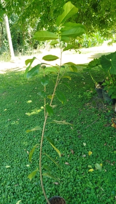 Plantas Orgánicas De Graviola - Guanábana