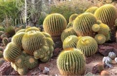 Echinocactus Grusonii - asiento de suegra - comprar online