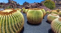 Echinocactus Grusonii - asiento de suegra