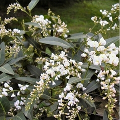 Handerbergia de flores blancas