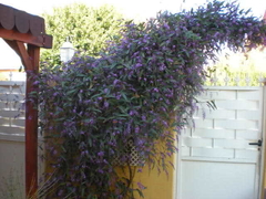 Handerbergia - trepadora de flor violeta en internet