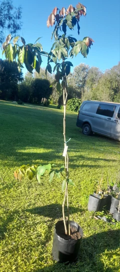 Árbol de Inga - frutal nativo - tienda online