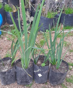 Iris De Invierno (unguicularis) - Lirio De Argelia Azul / Violáceo en internet