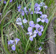 Iris De Invierno (unguicularis) - Lirio De Argelia Azul / Violáceo - comprar online