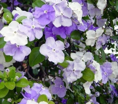 Jazmín Paraguayo (Brunfelsia Australis), Muy Lindos - comprar online