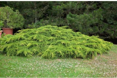 Juniperus Pfitzeriana Áurea - Enebro Dorado