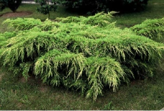 Juniperus Pfitzeriana Áurea - Enebro Dorado en internet