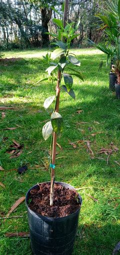 Kumquat - Planta De Kinotos Meiwa (dulces) - comprar online