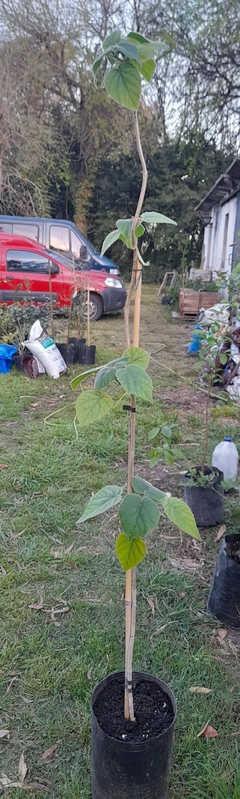 Árboles de Kiri - cultivo orgánico en internet