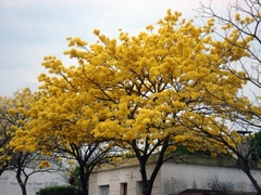 Lapacho amarillo