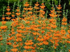 Leonotis - Hermoso Arbusto Ornamental - Cola De León