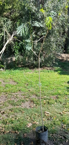 Aromo Blanco (leucaena Leucocephala) - Rápido Crecimiento - Vivero Las Magnolias