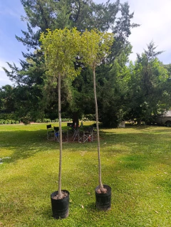 Ligustro Variegado De 2,50 - Ideal Veredas en internet