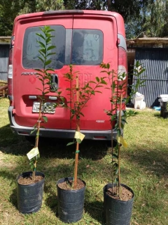 Lima de Palestina - Lima dulce - comprar online