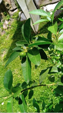 Limón Sutil con frutos - comprar online