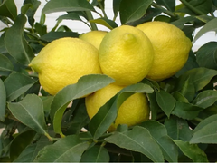 Limonero 4 Estaciones, Variedad Génova