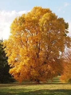 Tulipanero - Árbol De Los Tulipanes en internet