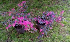 Loropetalum Chinensis, Hermoso Arbusto Apto Maceta - Vivero Las Magnolias