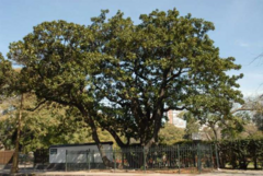 Magnolia Grandiflora de 2 m o más - muy linda en internet