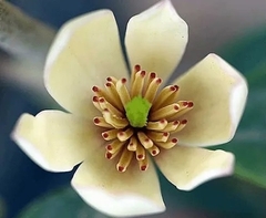 Magnolia fuscata - muy perfumada - comprar online