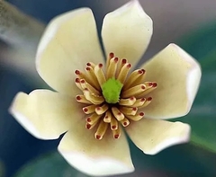 Magnolia fuscata - muy perfumada - comprar online