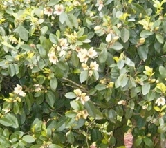 Magnolia fuscata - muy perfumada en internet