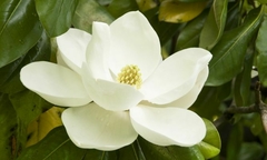 Magnolia Grandiflora de 2 m o más - muy linda