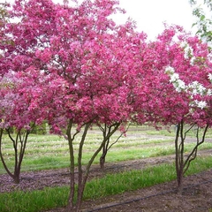 Malus Profusion, Hermoso Manzano Ornamental