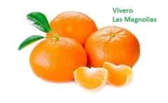 Mandarina japonesa Okitsu - comprar online