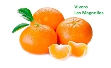 Mandarina japonesa Okitsu - comprar online