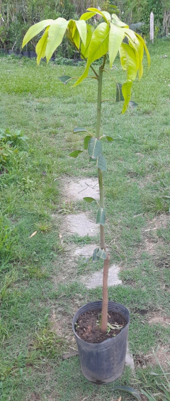 Árboles De Mango - Injertados - - Vivero Las Magnolias